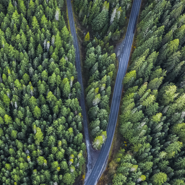 road split forest 